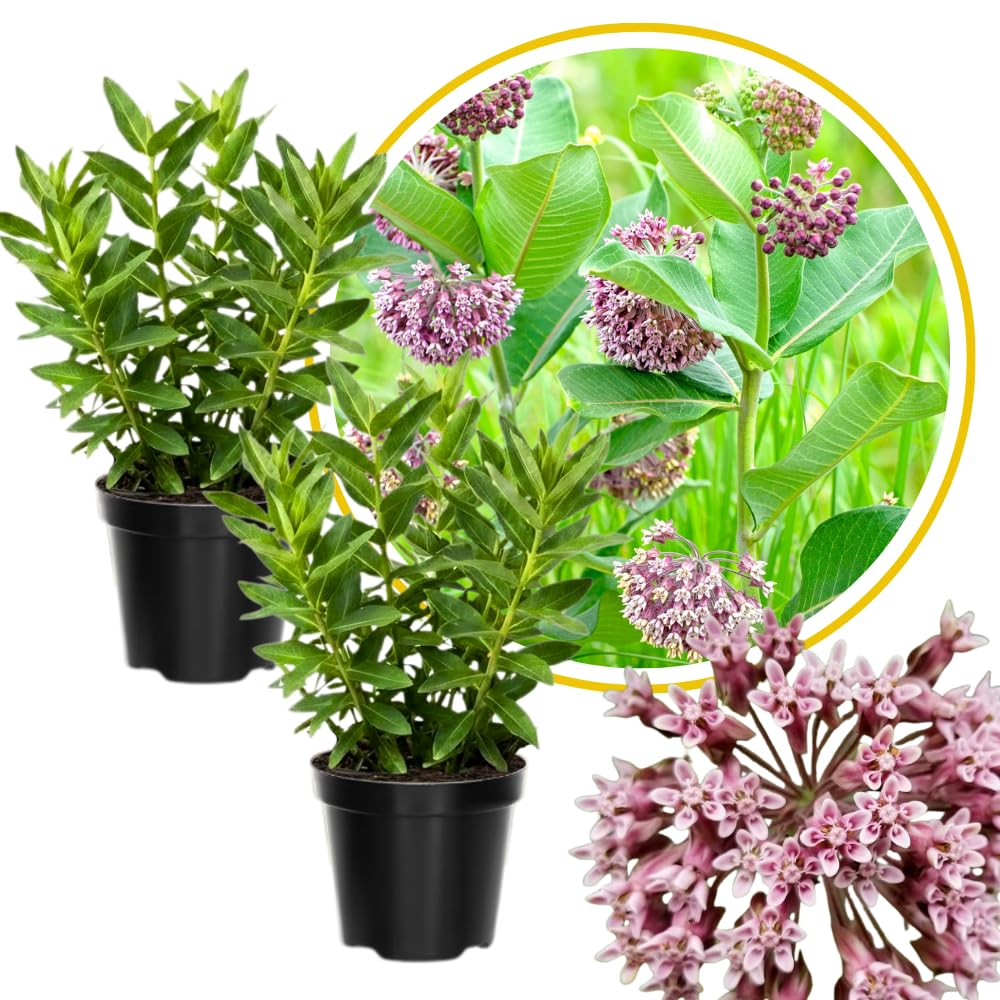 2 Broadleaf Butterfly Milkweed Plants Live, Flowering Plant, 4-8 Inch Tall