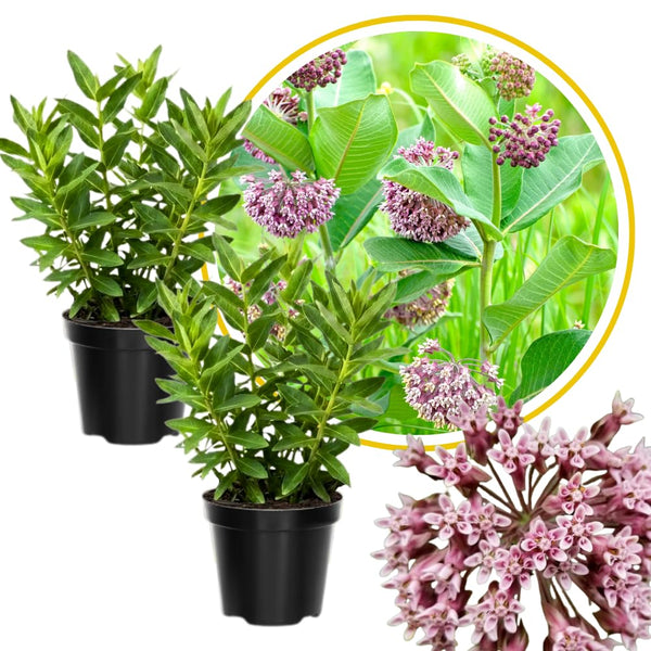 2 Broadleaf Butterfly Milkweed Plants Live, Flowering Plant, 4-8 Inch Tall