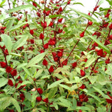 25 Heirloom Red Hibiscus Roselle Seeds, Home Garden Plant
