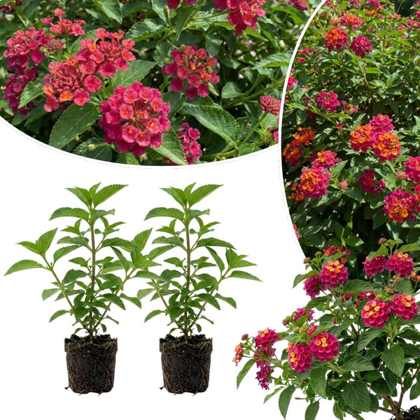 2 Pink Rose Lantana Live Plants, Outdoor Garden Plant, 4-7 Inch Tall