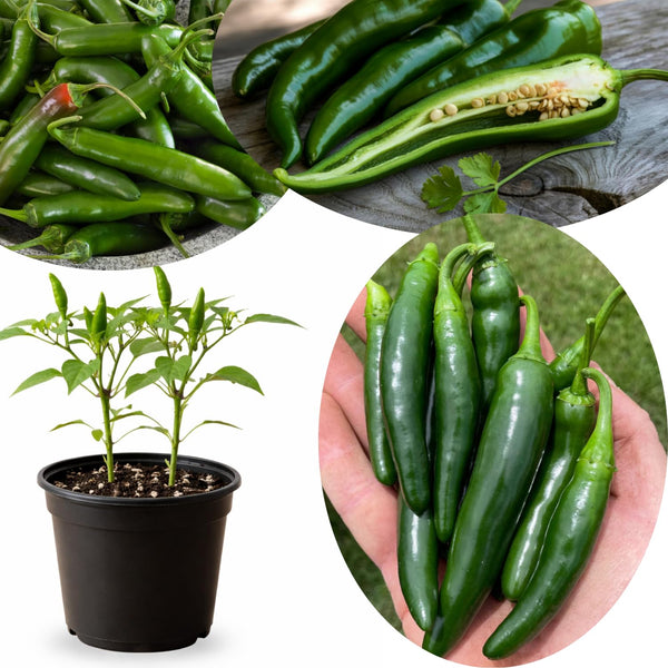 Green Hot Chili Pepper Plant Live, Pepper Plant, 4-7 Inch Tall, 4 Inch Pot