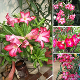Pink Desert Rose Live Plant 4-7 Inches Tall