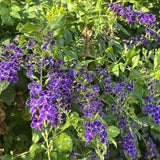 2 Duranta Blue Live Plants 4-7Inches Tall