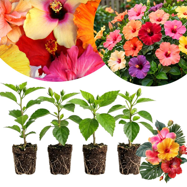 4 Mixed Hibiscus Plant Live, Tropical Flower Shrub, 4-6" Tall
