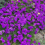 3 Purple Verbena Plants Live 4-7 Inch Tall