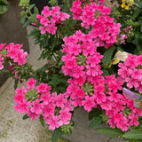 3 Pink Verbena Plants Live 4-7 Inch Tall
