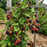 2 Arapaho Black Berry Plants Live, Blackberries Fruit Tree, 4-6 Inch Tall