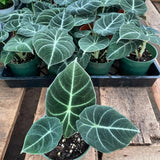 Velvet Alocasia Live Plant, Rare Tropical Plant, 2-4 Inch Tall