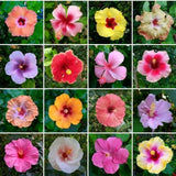 4 Mixed Hibiscus Live Plants, Hibiscus Flower, Patio Container Plant, 4-8 Inch Tall
