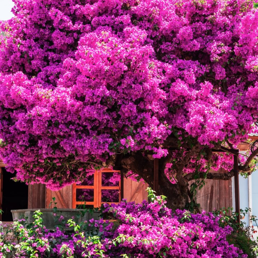 Pink Bougainvillea Plant Live, Tropical Vine, 6-8 Inch Tall, 4 Inch Pot