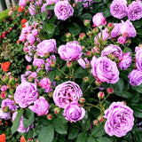 Miniature Rose Live Plant, Rose Bush Plant, 3-5 Inch Tall, 3.5 Inch Pot