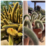 Monkey Tail Cactus Live Plant, 3-5 Inch Tall, 2 Inch Pot