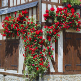Small Light Pink Climbing Rose Live Plant, Rose Bush 4-7 Inches in Tall