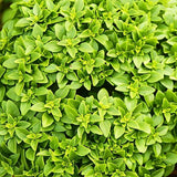 3 Greek Basil Plants Live, Basil Herb Plant Live, 4-7 Inch Tall