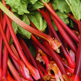 2 Rhubarb Live Plants, Patio Container Plant, 3-5 Inch Tall
