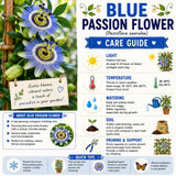 2 Blue Passion Flower Plants, Passiflora Flower Plant, 4-6 Inch Tall