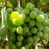 3 Grape Plants Live for Planting, Starter Plants, 3-5" Tall, No Pot, Cold Hardy, Tree Grape Vines Fruit for Spring Growing (Green Yellow)