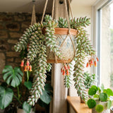 Cotyledon Pendens Live Plant, Cliff Cotyledon Plant, 2 Inch Pot
