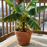 Truly Tiny Banana Live Plant, 4-6" Tall Dwarf Banana Plant