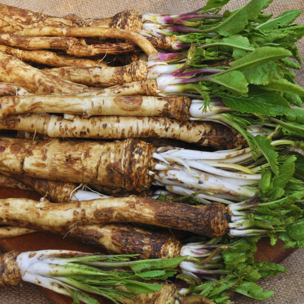 2 Horseradish Plants Live, Live Starter Plant, 4-6 Inch Tall
