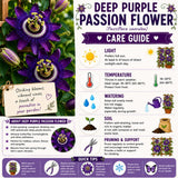 2 Deep Purple Passion Flower Plants, Passiflora Flower Plant, 4-6 Inch Tall