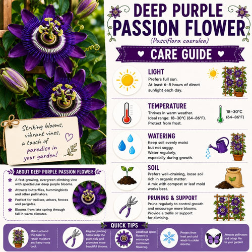 2 Deep Purple Passion Flower Plants, Passiflora Flower Plant, 4-6 Inch Tall