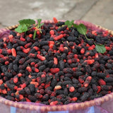 Dwarf Mulberry Live Tree, Hardy Garden Plant, 4-6 Inch Tall