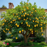 Lemon Tree Live Plant, Container Citrus Tree Plant, 2 Ft Tall, 1 Gallon Pot
