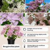 Set 2 Light Pink Bougainvillea Live Plant 5-7 Inch Tall