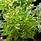 2 Yellow Green Live Alternanthera Plants, Starter Plant, 4-6 Inch Tall