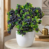 Black Huckleberry Bush Live Plant, Berry Shrub, 3-5 Inch Tall, 4 Inch Pot