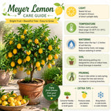 Lemon Tree Live Plant, Container Citrus Tree Plant, 2 Ft Tall, 1 Gallon Pot