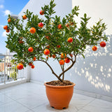 Blood Orange Live Plant, Citrus Fruit Tree, 1-2 Ft Tall, 1 Gallon Pot
