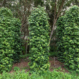 Hardy Black Pepper Plant Live for Planting, Piper Nigrum Tree for Outdoor, 4-6 Inches, No Pot, Fresh Pepper Plant for Outdoor Garden, Patio, or Container Planting