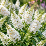 White Butterfly Bush Plant Live, Fragrant Buddleia for Planting, 5-9" Tall
