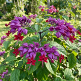2 Red Bleeding Heart Live Plants, Clerodendrum Flower Vine, 4-6 Inch Tall