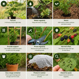 2 Arapaho Black Berry Plants Live, Blackberries Fruit Tree, 4-6 Inch Tall