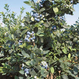 2 Misty Blueberry Plant Live, Blueberry Bushes Plant, 4-7 Inch Tall