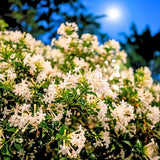 4 Night Blooming Jasmine Plants Live, 4-7 Inch Tall, Jasmine Plant Live