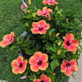 4 Random Hibiscus Flower Live Plants, Large Bloom Shrub, 4-8 Inch Tall