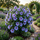 Blue Yellow Hibiscus Plant Live, Home Garden Plant, 5-7 Inch Tall