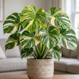 Monstera Live Plant, Outdoor Garden Plant, 5-7 Inch Tall