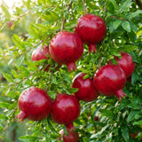 Sweet Pomegranate Tree Plant Live, Hardy Garden Plant, 4-6 Inch Tall