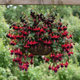 Red Fuchsia Live Plant, Patio Basket Flower, 4-8 Inch Tall, 5 Inch Pot