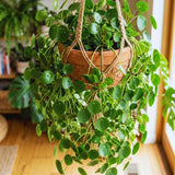 Money Live Plant, Pilea Peperomioides Houseplant, 2 Inch Pot