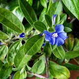 3 Blue Live Evolvulus Plants, Starter Plant, 4-6 Inch Tall