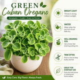 2 Green Cuban Oregano Herb Live Plants, 4 Inch Tall