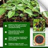 Illinois Mulberry Tree Live, Hardy Garden Plant, 4-6 Inch Tall