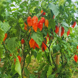 Red Ghost Pepper Bhut Jolokia Live Plant, 4-7 Inch Tall, 4 Inch Pot