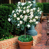 Gardenia Plant Live, Fragrant Flower Plant, 5-7 Inch Tall, 3.5 Inch Pot